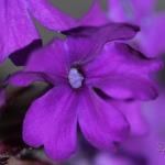 Spring Blooms 2 by Rebecca Heigel