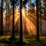 Forest for the Trees